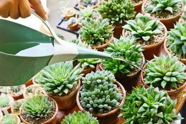 多肉植物的枯叶怎么处理，需根据具体情况进行处理