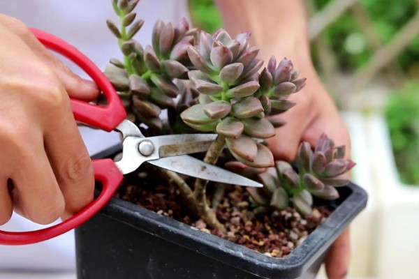 多肉植物的枯叶怎么处理，需根据具体情况进行处理