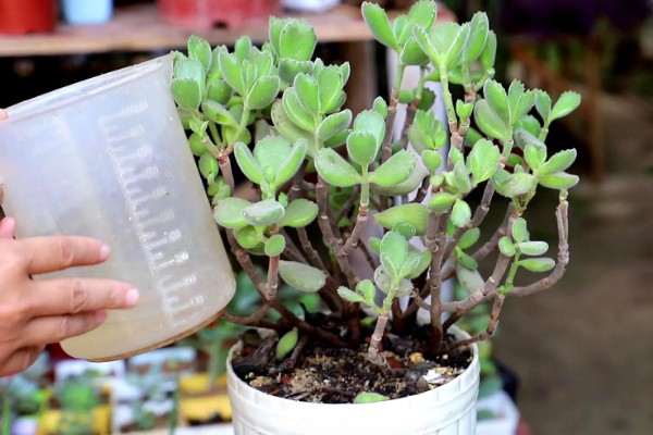 多肉植物的枯叶怎么处理，需根据具体情况进行处理