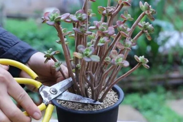 多肉植物的枯叶怎么处理，需根据具体情况进行处理