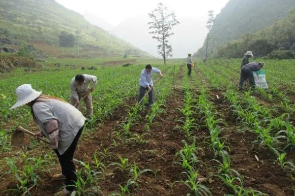 玉米青枯病怎么防治，种植抗病品种是经济有效的措施
