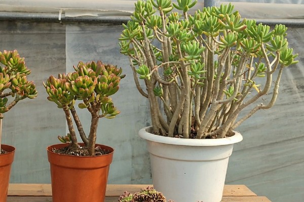 多肉植物的枯叶怎么处理，需根据具体情况进行处理