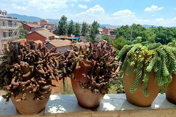 多肉植物的枯叶怎么处理，需根据具体情况进行处理