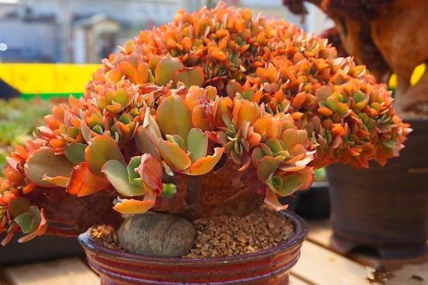 多肉植物的枯叶怎么处理，需根据具体情况进行处理