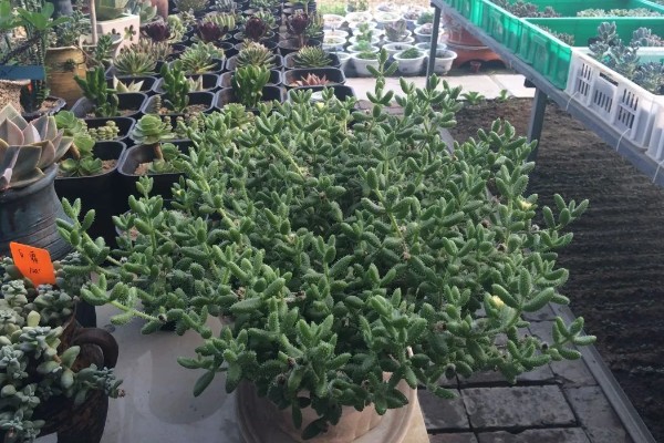 多肉植物的枯叶怎么处理，需根据具体情况进行处理