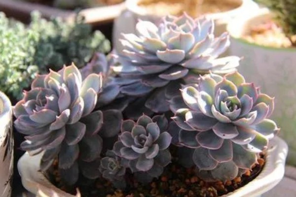 多肉植物的枯叶怎么处理，需根据具体情况进行处理