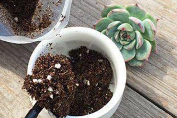 多肉植物的枯叶怎么处理，需根据具体情况进行处理