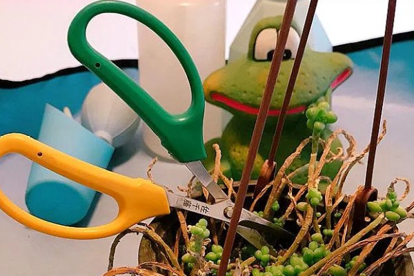 多肉植物的枯叶怎么处理，需根据具体情况进行处理