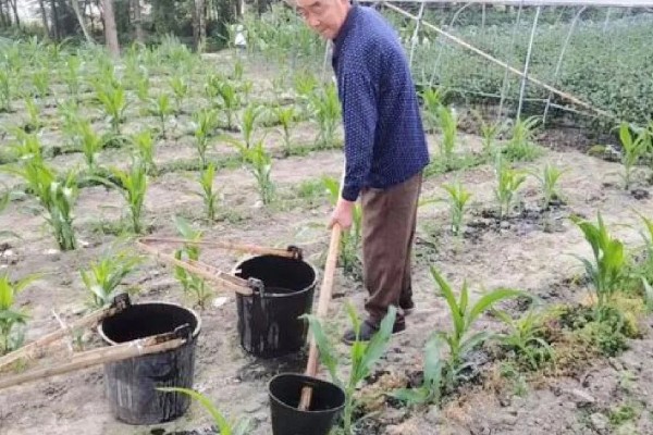 玉米青枯病怎么防治，种植抗病品种是经济有效的措施