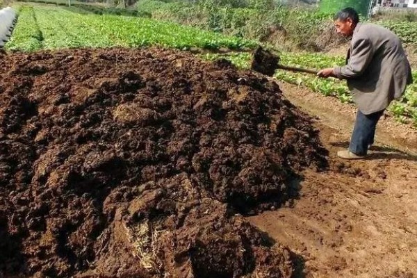 玉米青枯病怎么防治，种植抗病品种是经济有效的措施