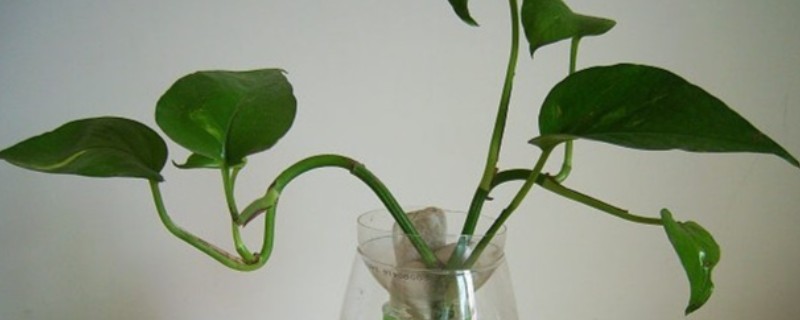 水培绿萝叶片发黄如何处理，缺少光照要放在有散光的地方养护
