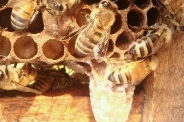 工蜂出房所需时间,中蜂需要20天左右