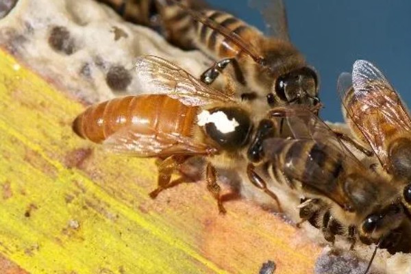 工蜂出房所需时间,中蜂需要20天左右