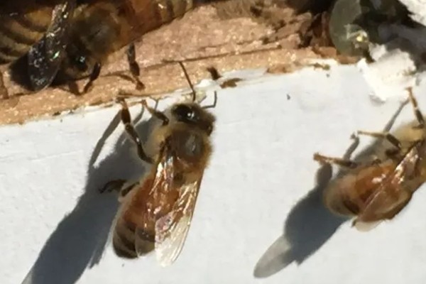 工蜂出房所需时间,中蜂需要20天左右