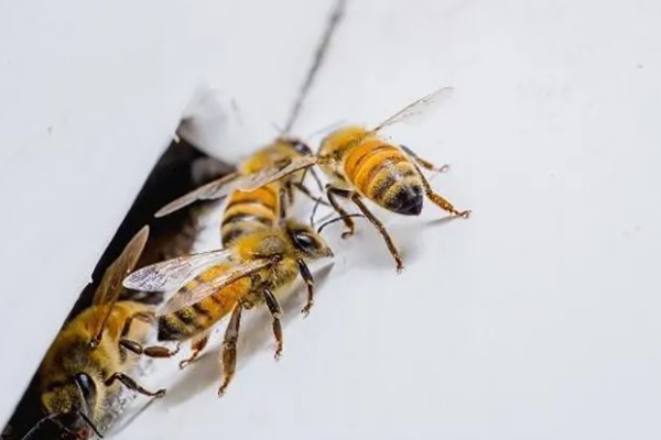 工蜂出房所需时间,中蜂需要20天左右