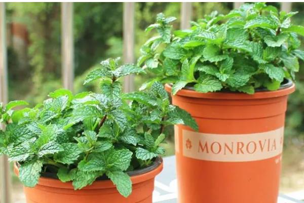 薄荷盆栽的养殖方法，每天要接受8小时的光照