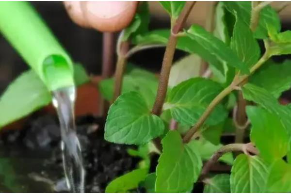 薄荷盆栽的养殖方法，每天要接受8小时的光照