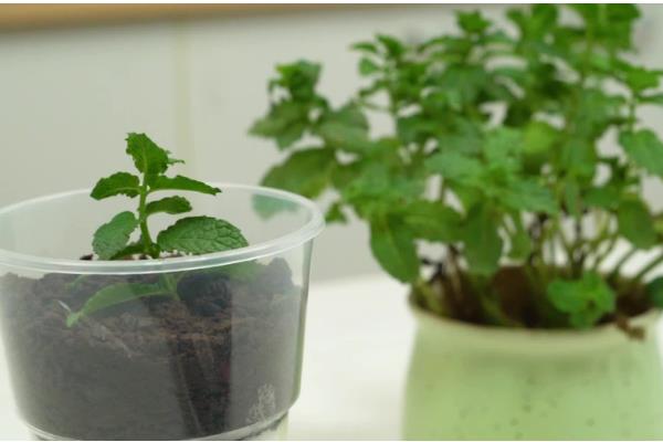 薄荷盆栽的养殖方法，每天要接受8小时的光照