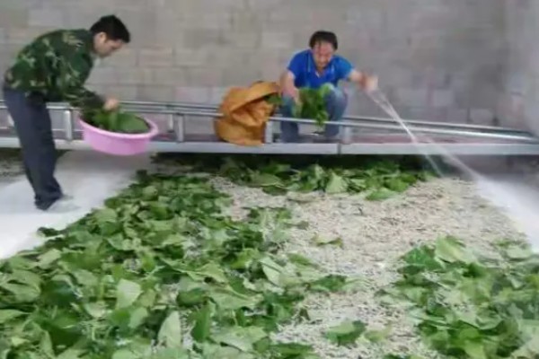 蚕宝宝的饲喂次数，一天饲喂4次