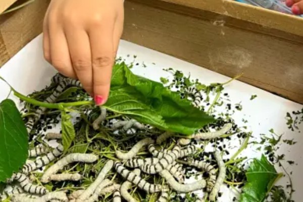 蚕宝宝的饲喂次数，一天饲喂4次