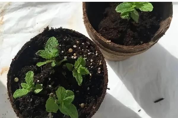 薄荷盆栽的养殖方法，每天要接受8小时的光照