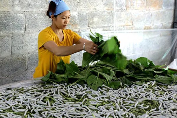 蚕宝宝的饲喂次数，一天饲喂4次