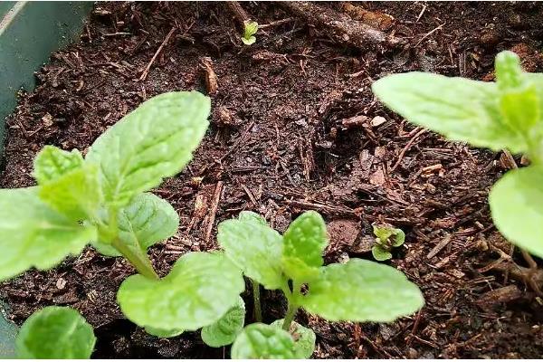 薄荷盆栽的养殖方法，每天要接受8小时的光照