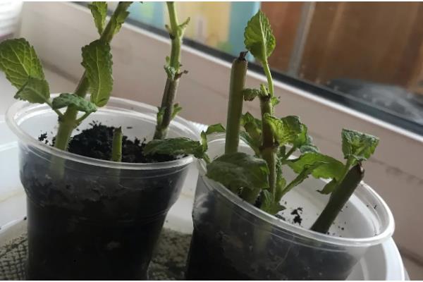 薄荷盆栽的养殖方法，每天要接受8小时的光照