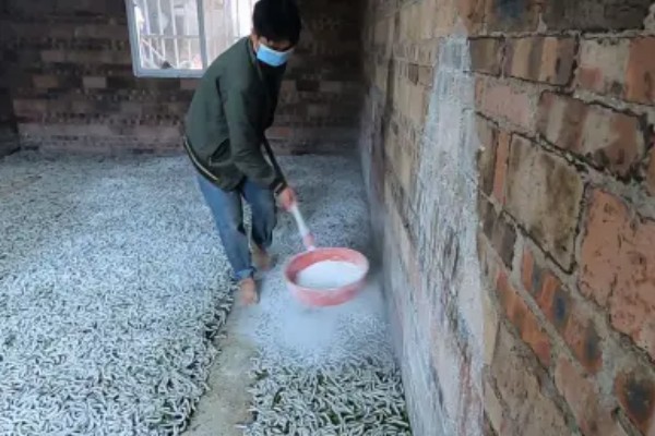 蚕宝宝的饲喂次数，一天饲喂4次