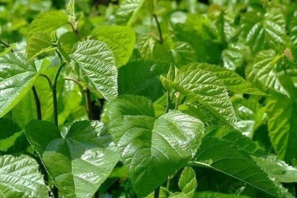 蚕宝宝的饲喂次数，一天饲喂4次