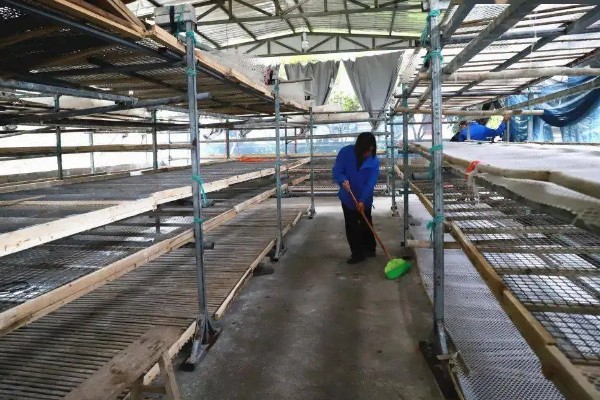 蚕宝宝的饲喂次数，一天饲喂4次