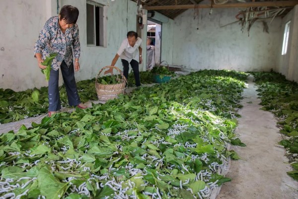 蚕宝宝的饲喂次数，一天饲喂4次