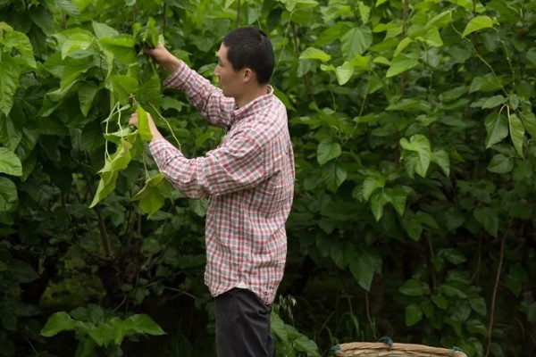 蚕宝宝的饲喂次数，一天饲喂4次
