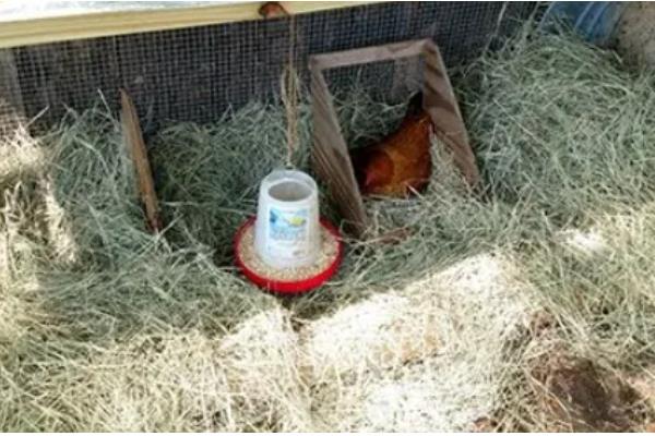 鸡窝的位置在哪，野外常见于树林、灌木丛中