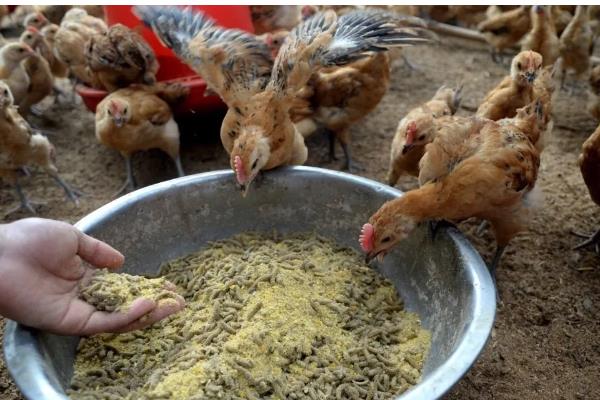 鸡窝的位置在哪，野外常见于树林、灌木丛中