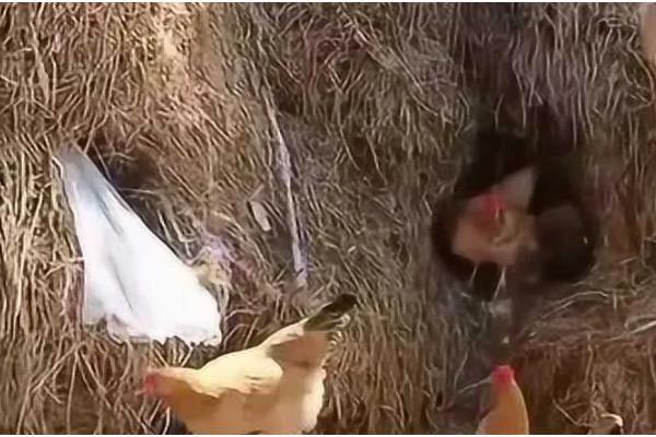 鸡窝的位置在哪，野外常见于树林、灌木丛中