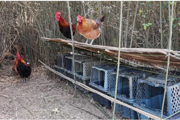 鸡窝的位置在哪，野外常见于树林、灌木丛中