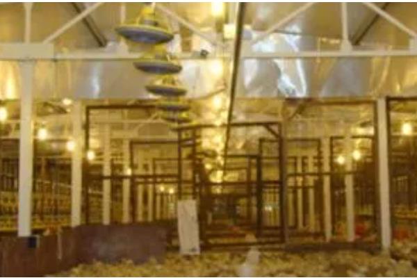 鸡窝的位置在哪，野外常见于树林、灌木丛中