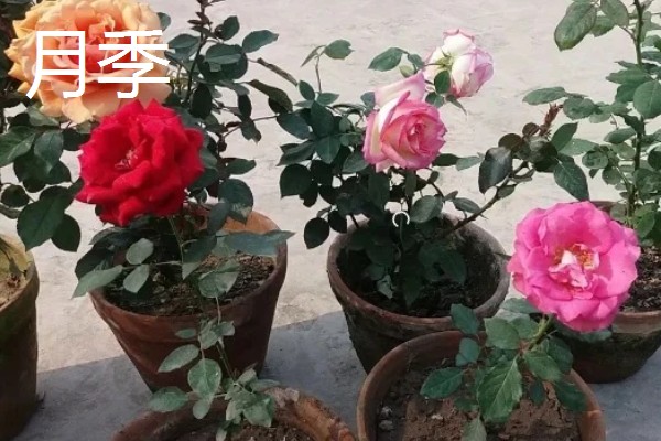 月季与玫瑰花的区别，株形、花朵、叶片等方面都不同