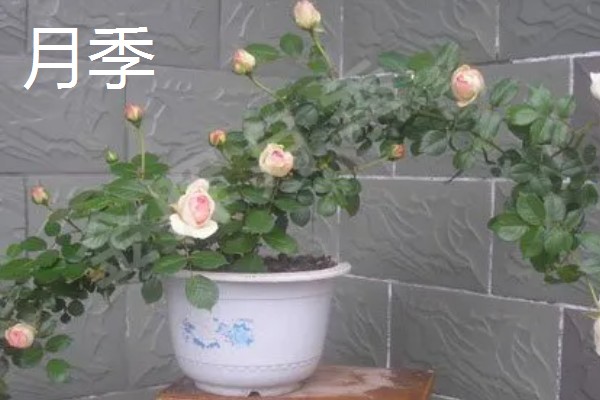 月季与玫瑰花的区别，株形、花朵、叶片等方面都不同