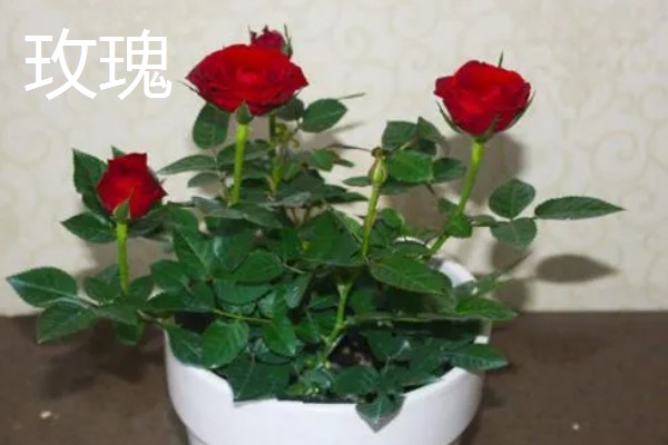 月季与玫瑰花的区别，株形、花朵、叶片等方面都不同