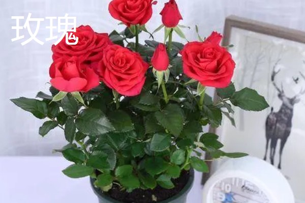 月季与玫瑰花的区别，株形、花朵、叶片等方面都不同