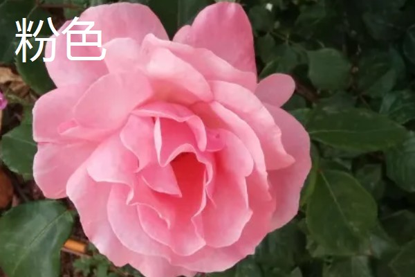 月季与玫瑰花的区别，株形、花朵、叶片等方面都不同