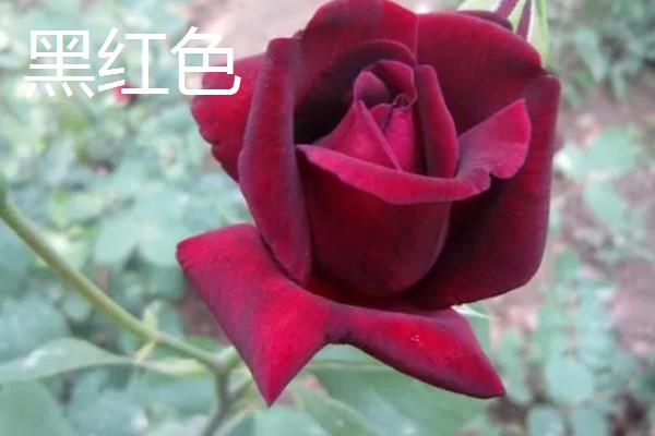 月季与玫瑰花的区别，株形、花朵、叶片等方面都不同