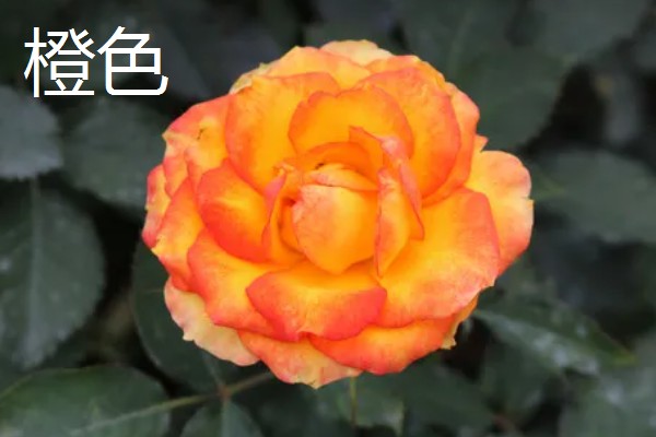 月季与玫瑰花的区别，株形、花朵、叶片等方面都不同