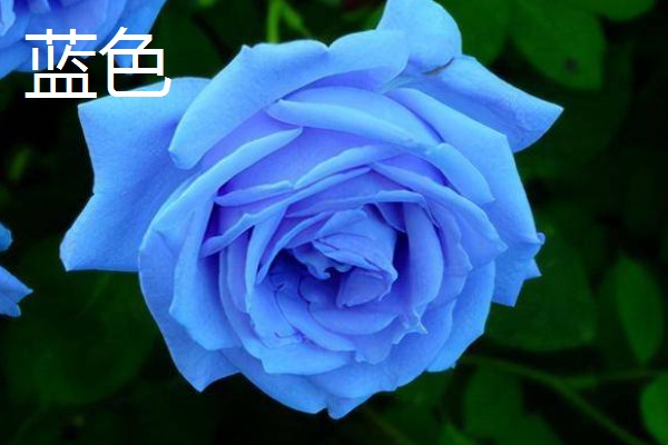 月季与玫瑰花的区别，株形、花朵、叶片等方面都不同