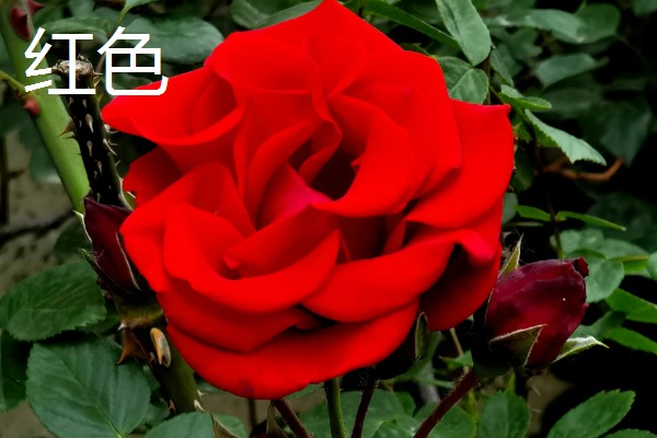 月季与玫瑰花的区别，株形、花朵、叶片等方面都不同