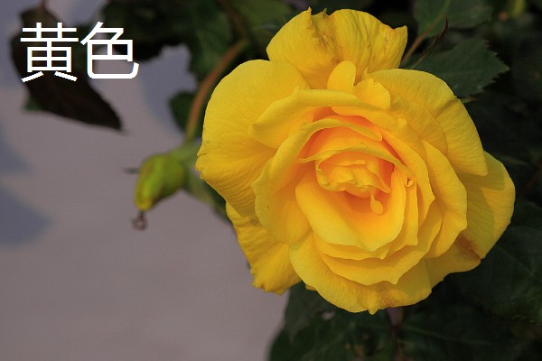 月季与玫瑰花的区别，株形、花朵、叶片等方面都不同