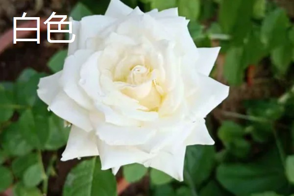 月季与玫瑰花的区别，株形、花朵、叶片等方面都不同