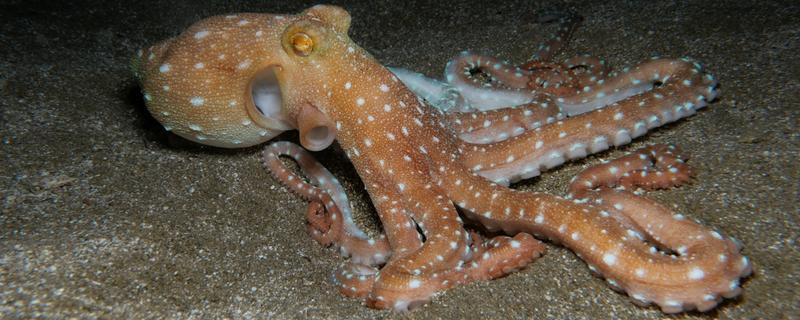 章鱼有几只脚，章鱼有8只脚